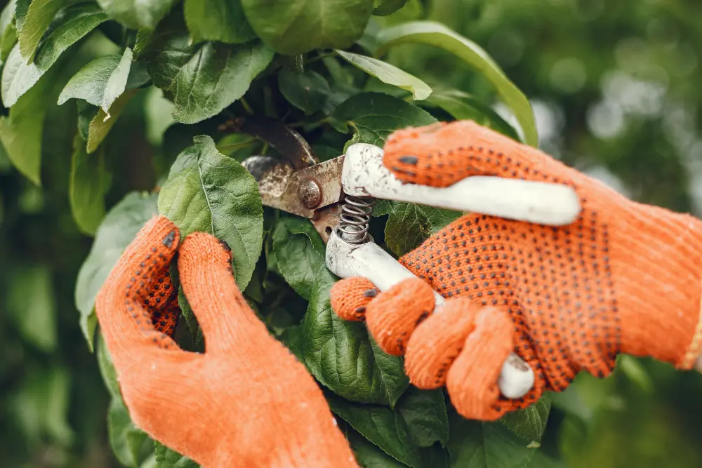 Content Pruning